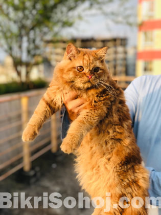 Persian Male Cat